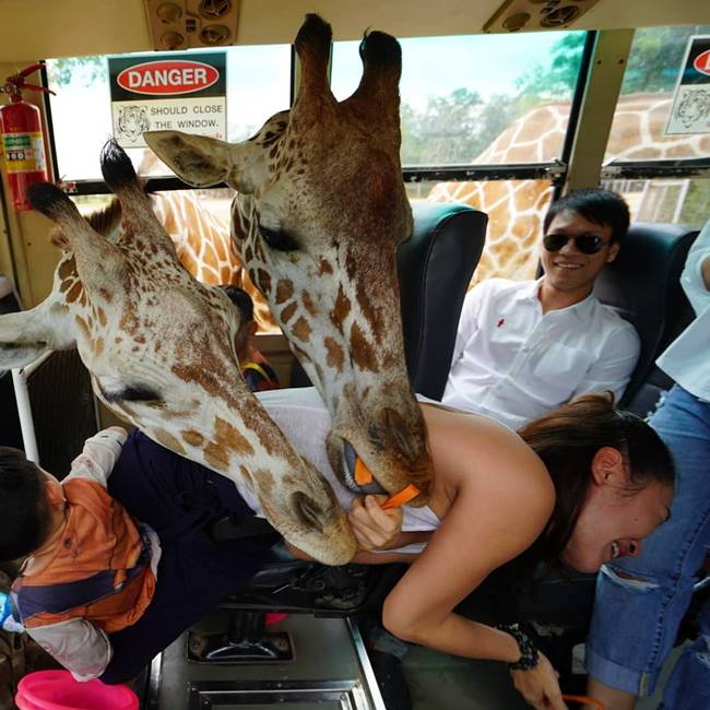 น้องแพนเตอร์ น้องพูม่า น้องแพนเตอร์ น้องพูม่า