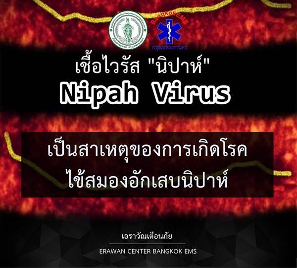 ไวรัสนิปาห์ ไวรัสนิปาห์
