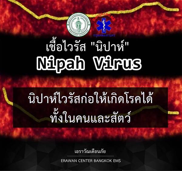 ไวรัสนิปาห์ ไวรัสนิปาห์