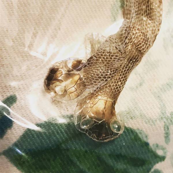 งู 2 หัว งู 2 หัว