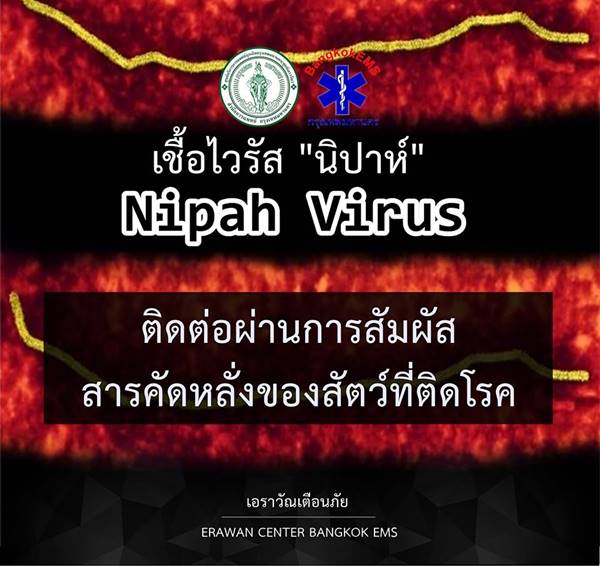 ไวรัสนิปาห์ ไวรัสนิปาห์