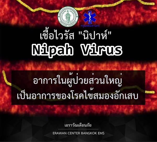 ไวรัสนิปาห์ ไวรัสนิปาห์