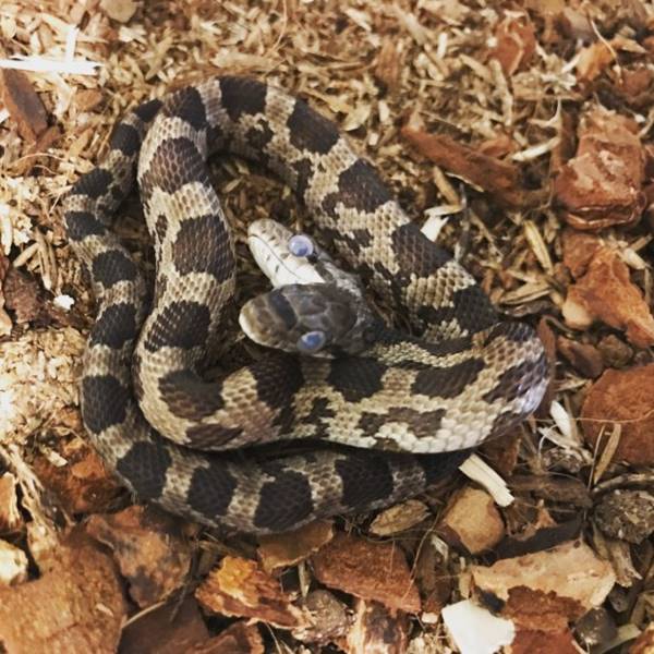 งู 2 หัว งู 2 หัว