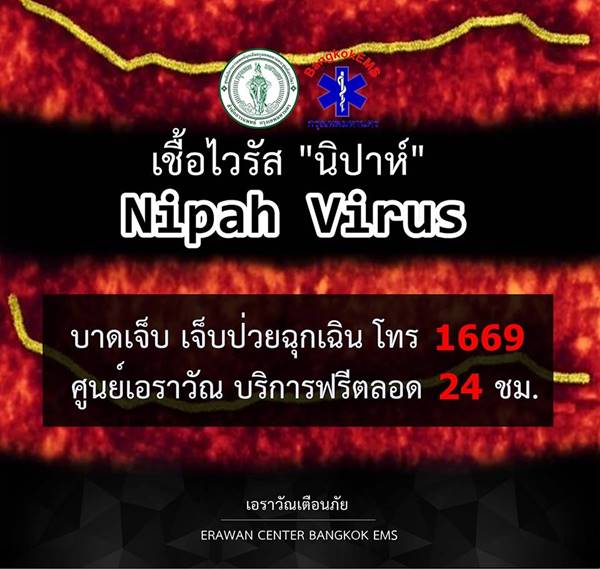 ไวรัสนิปาห์ ไวรัสนิปาห์