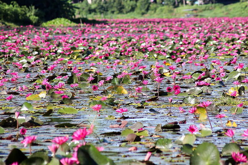 ทุ่งบัวแดง ทุ่งบัวแดง