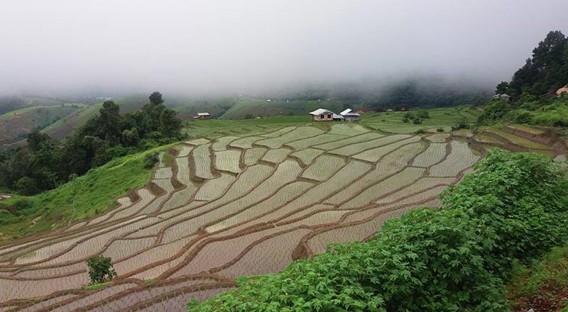 ที่พักป่าบงเปียง ที่พักป่าบงเปียง
