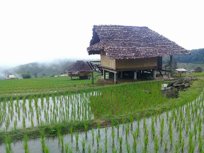 ที่พักป่าบงเปียง ที่พักป่าบงเปียง