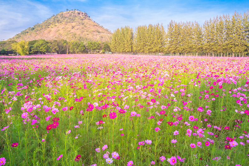 เทศกาลท่องเที่ยวหน้าหนาว 2561 เทศกาลท่องเที่ยวหน้าหนาว 2561