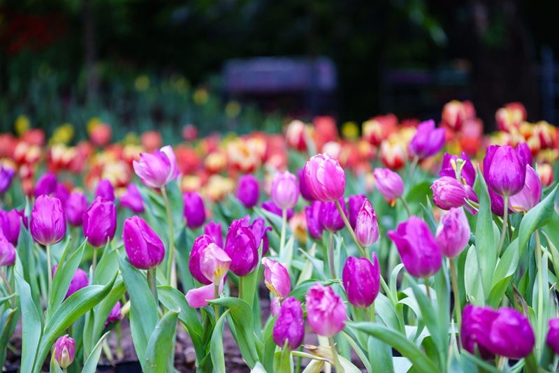 เทศกาลท่องเที่ยวหน้าหนาว 2561 เทศกาลท่องเที่ยวหน้าหนาว 2561