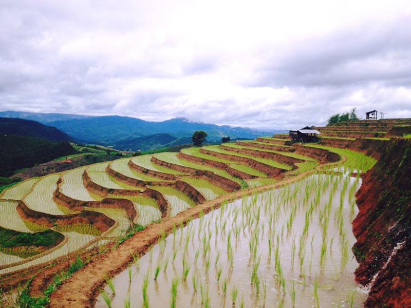 ที่พักป่าบงเปียง ที่พักป่าบงเปียง