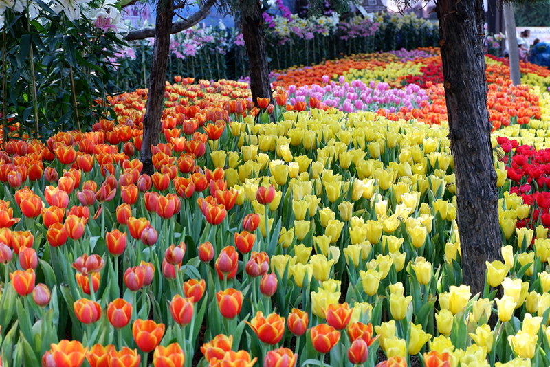 เทศกาลท่องเที่ยวหน้าหนาว 2561 เทศกาลท่องเที่ยวหน้าหนาว 2561