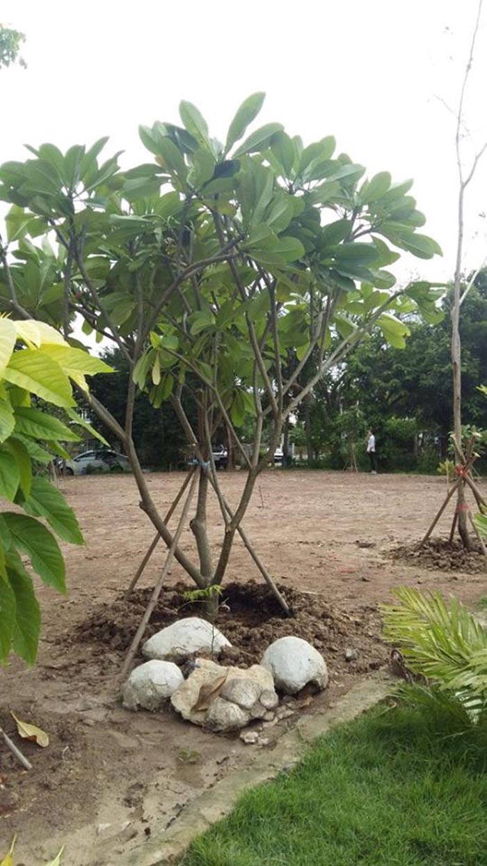แบบบ้านชั้นเดียว ราคาไม่เกิน 3 แสน แบบบ้านชั้นเดียว ราคาไม่เกิน 3 แสน