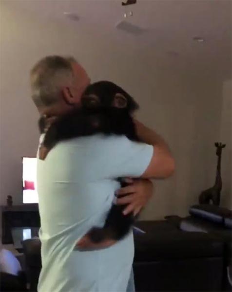 ลิงแชมแปนซี ลิงแชมแปนซี