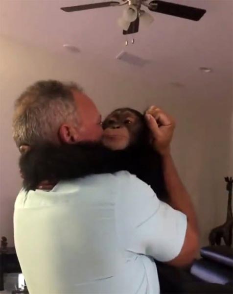 ลิงแชมแปนซี ลิงแชมแปนซี