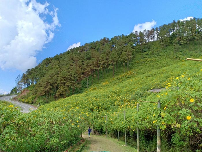 ทุ่งดอกบัวตอง แม่ฮ่องสอน ทุ่งดอกบัวตอง แม่ฮ่องสอน