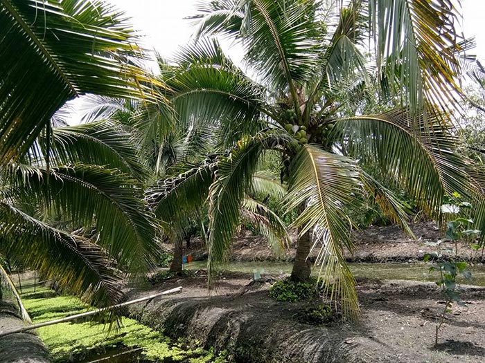 ท่องเที่ยวสวนมะพร้าว ท่องเที่ยวสวนมะพร้าว