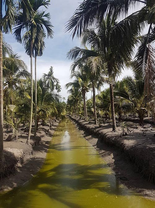 ท่องเที่ยวสวนมะพร้าว ท่องเที่ยวสวนมะพร้าว