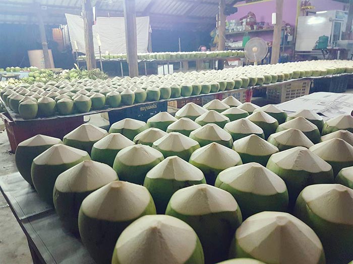 ท่องเที่ยวสวนมะพร้าว ท่องเที่ยวสวนมะพร้าว