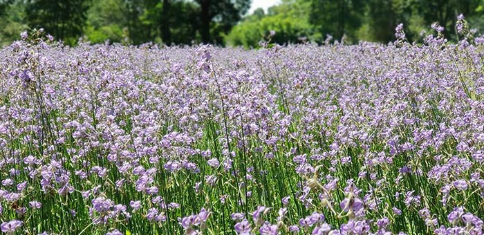 เส้นทางดอกไม้ หน้าหนาว เส้นทางดอกไม้ หน้าหนาว