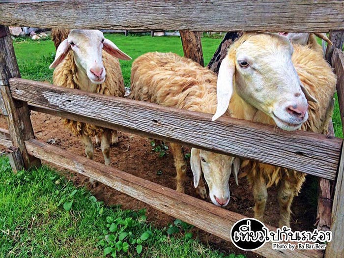 ร้านอาหารกาญจนบุรีสไตล์ฟาร์ม ร้านอาหารกาญจนบุรีสไตล์ฟาร์ม