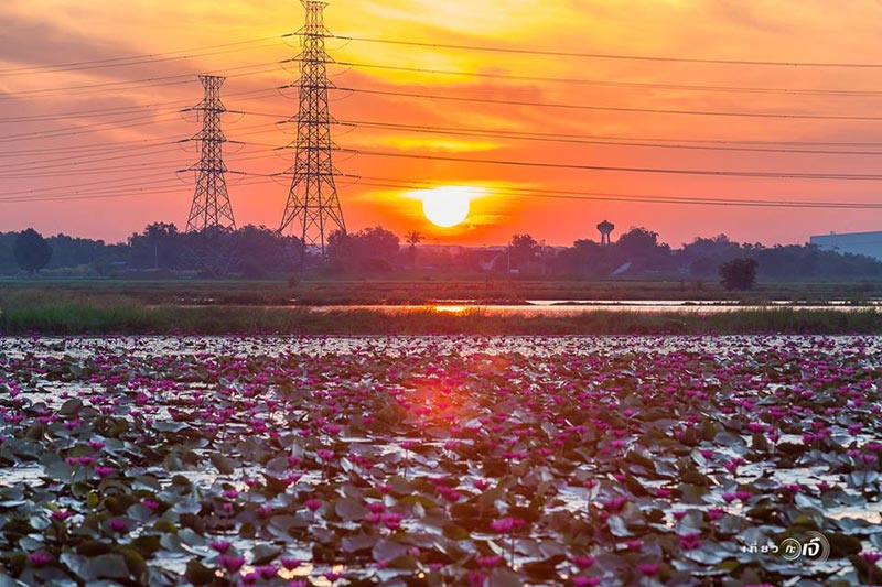 ทุ่งบัวแดง อยุธยา ทุ่งบัวแดง อยุธยา