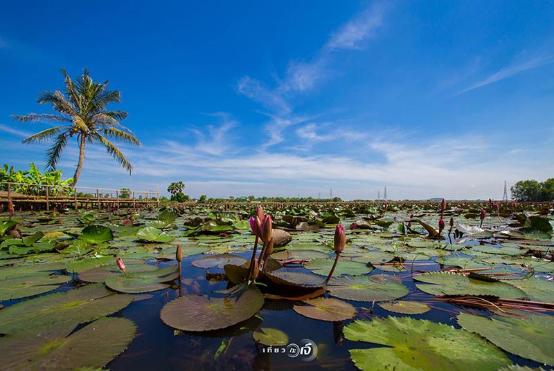 ทุ่งบัวแดง อยุธยา ทุ่งบัวแดง อยุธยา