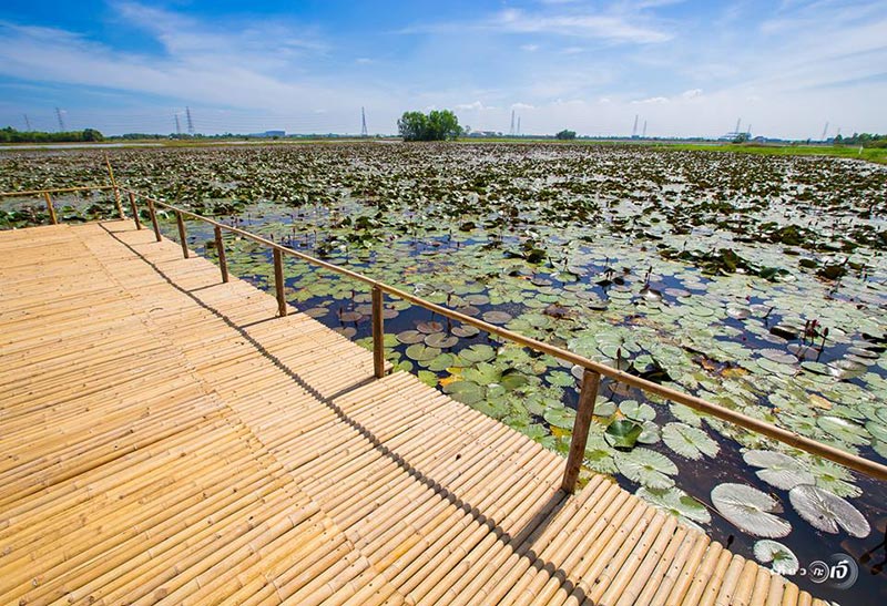 ทุ่งบัวแดง อยุธยา ทุ่งบัวแดง อยุธยา