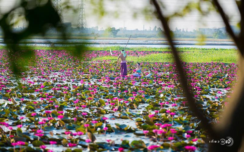 ทุ่งบัวแดง อยุธยา ทุ่งบัวแดง อยุธยา