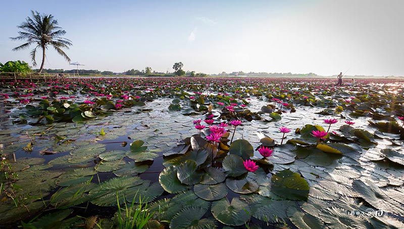 ทุ่งบัวแดง อยุธยา ทุ่งบัวแดง อยุธยา