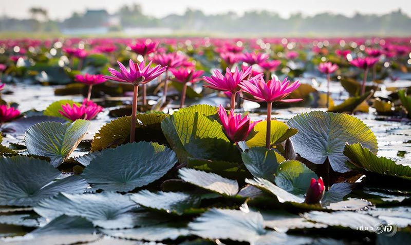 ทุ่งบัวแดง อยุธยา ทุ่งบัวแดง อยุธยา