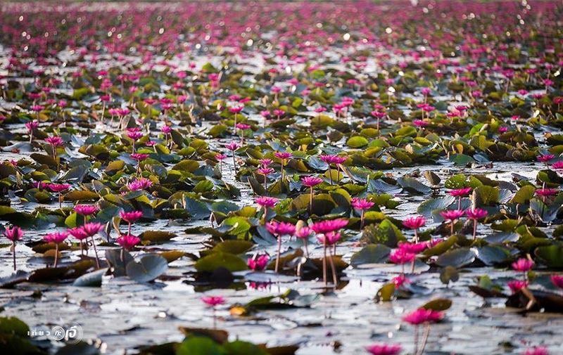 ทุ่งบัวแดง อยุธยา ทุ่งบัวแดง อยุธยา
