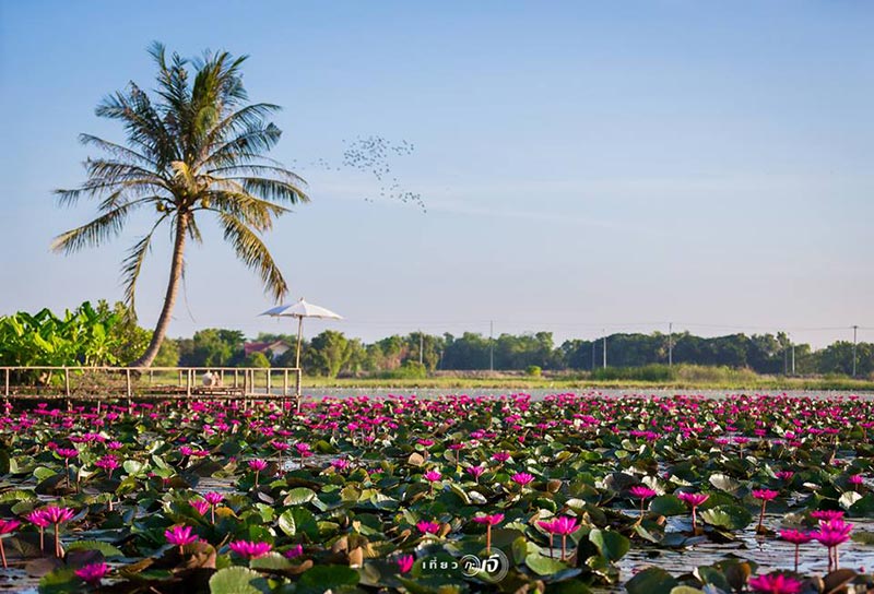 ทุ่งบัวแดง อยุธยา ทุ่งบัวแดง อยุธยา