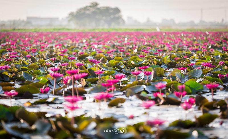 ทุ่งบัวแดง อยุธยา ทุ่งบัวแดง อยุธยา
