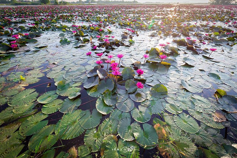 ทุ่งบัวแดง อยุธยา ทุ่งบัวแดง อยุธยา