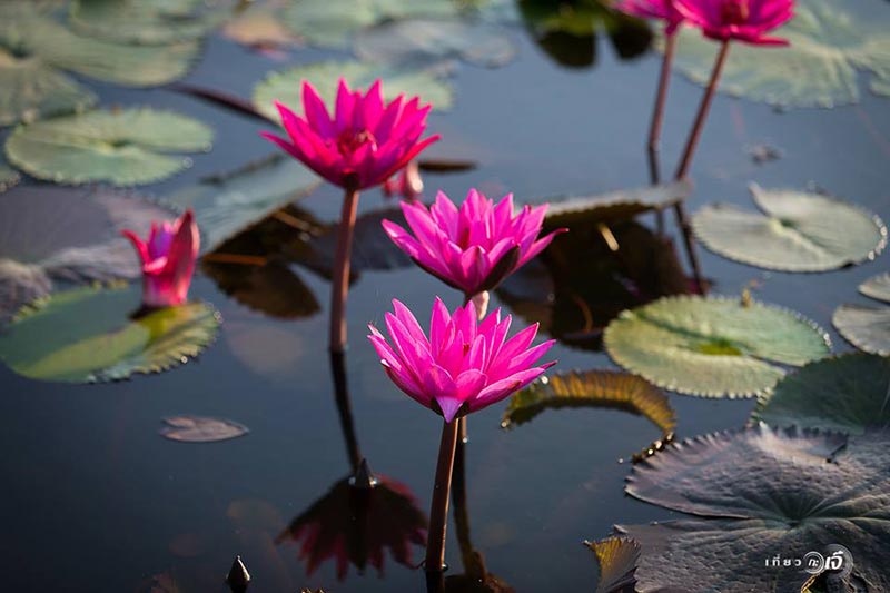 ทุ่งบัวแดง อยุธยา ทุ่งบัวแดง อยุธยา