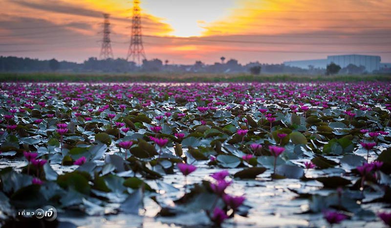 ทุ่งบัวแดง อยุธยา ทุ่งบัวแดง อยุธยา