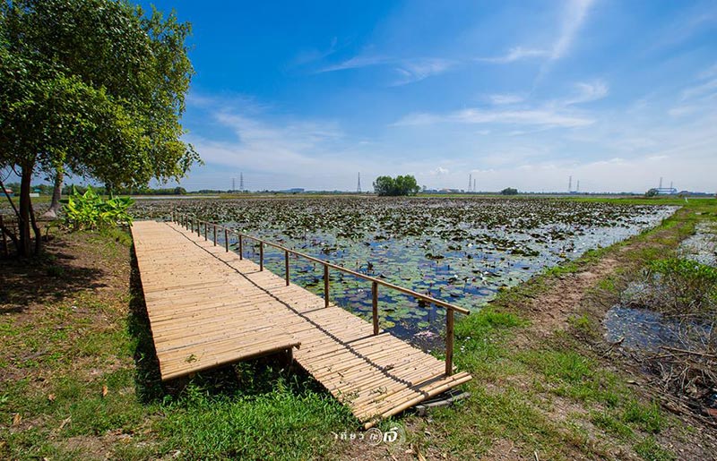 ทุ่งบัวแดง อยุธยา ทุ่งบัวแดง อยุธยา