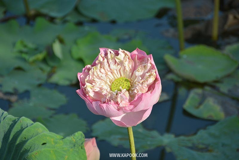 คลองมหาสวัสดิ์ นครปฐม คลองมหาสวัสดิ์ นครปฐม