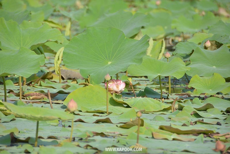 คลองมหาสวัสดิ์ นครปฐม คลองมหาสวัสดิ์ นครปฐม