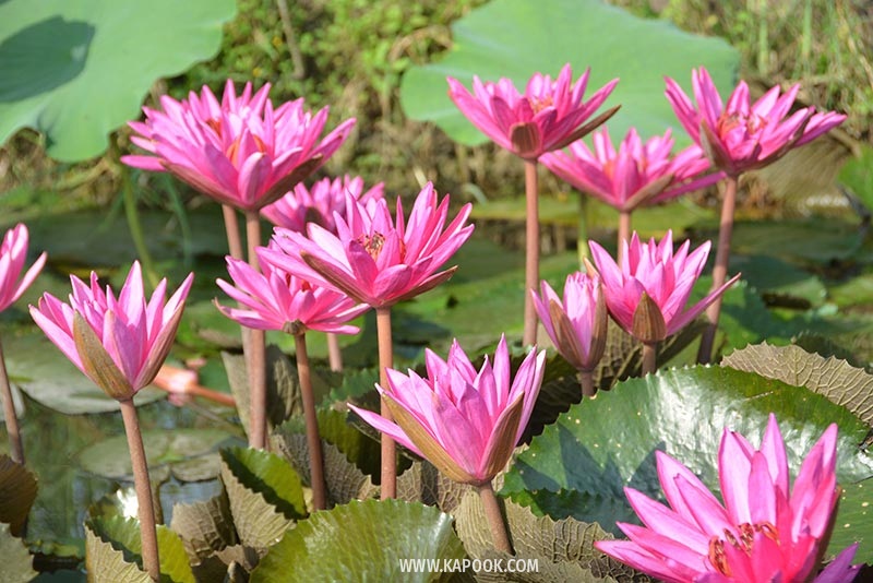 คลองมหาสวัสดิ์ นครปฐม คลองมหาสวัสดิ์ นครปฐม