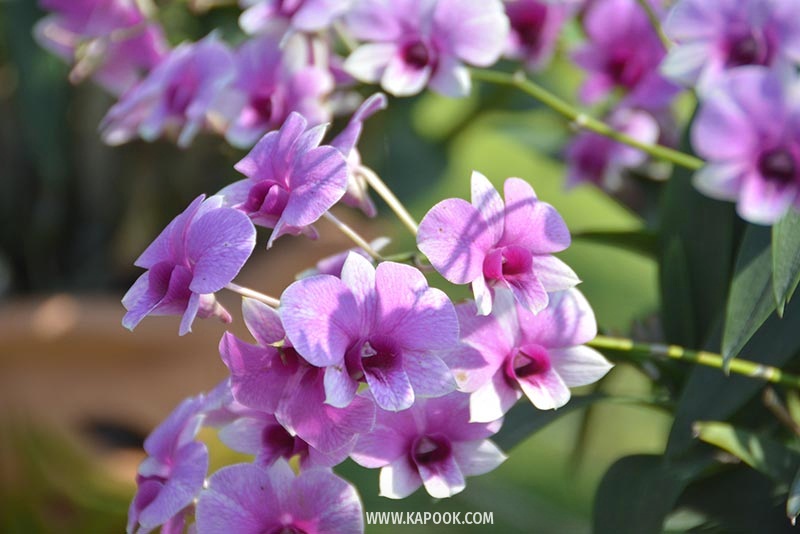 คลองมหาสวัสดิ์ นครปฐม คลองมหาสวัสดิ์ นครปฐม