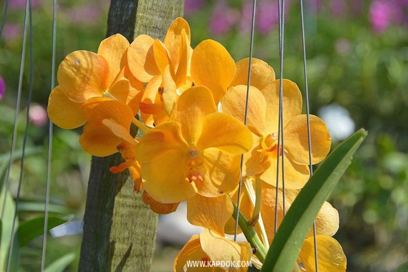 คลองมหาสวัสดิ์ นครปฐม คลองมหาสวัสดิ์ นครปฐม