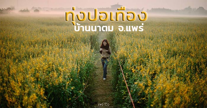 ทุ่งปอเทือง ทุ่งปอเทือง