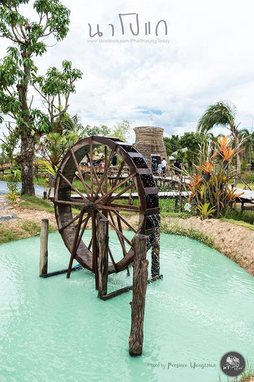 นาโปแก พัทลุง นาโปแก พัทลุง