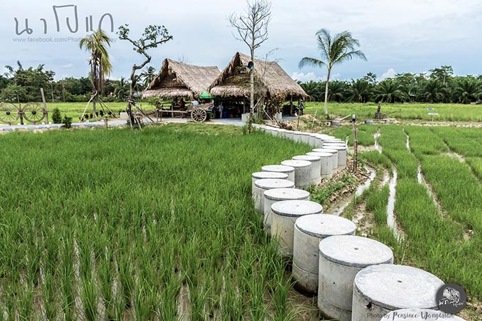 นาโปแก พัทลุง นาโปแก พัทลุง