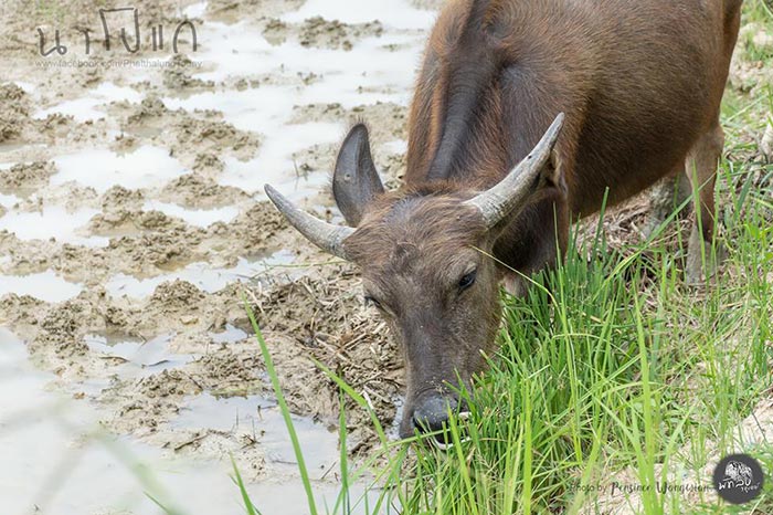 นาโปแก พัทลุง นาโปแก พัทลุง