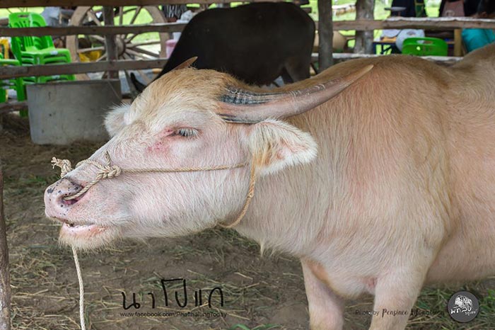 นาโปแก พัทลุง นาโปแก พัทลุง