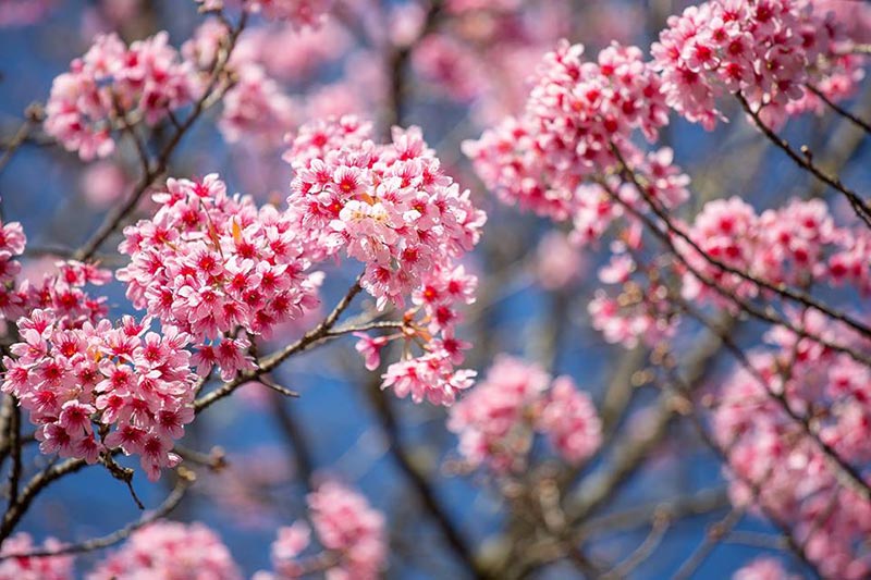 ดอกนางพญาเสือโคร่ง เชียงใหม่ ดอกนางพญาเสือโคร่ง เชียงใหม่