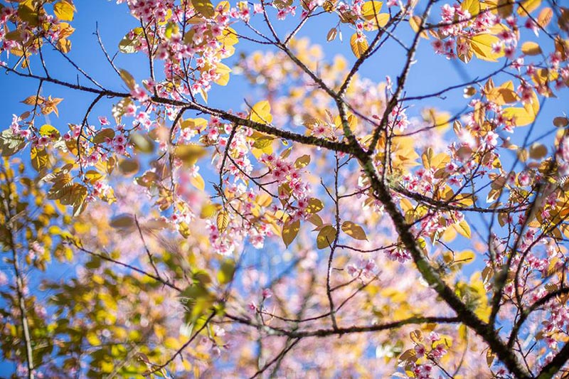 ดอกนางพญาเสือโคร่ง เชียงใหม่ ดอกนางพญาเสือโคร่ง เชียงใหม่