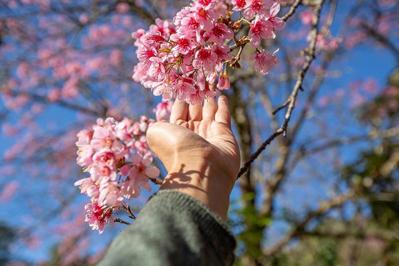 ดอกนางพญาเสือโคร่ง เชียงใหม่ ดอกนางพญาเสือโคร่ง เชียงใหม่